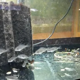 мальки рыбки дельфин