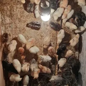 Цыплята Джерси