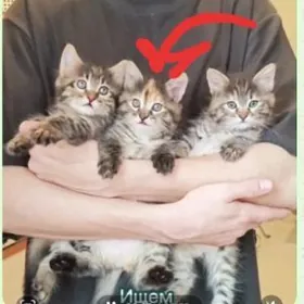 В добрые руки