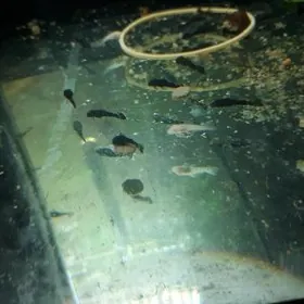 мальки вуалый анситруса