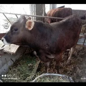 ÖKUZ ARGİNNAL SİVEŞ