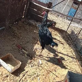 Хораз байсок