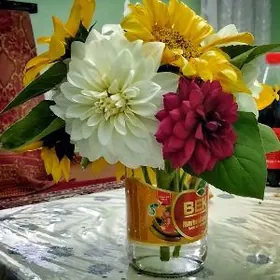 георгиня, Georgina, картошка