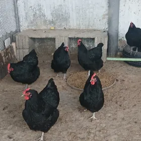 GARA ŞAZADA ÝUMURTGA