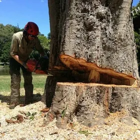 Agaç bag Uly kiçi kesýänçi