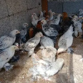 balgar.bramma garylan