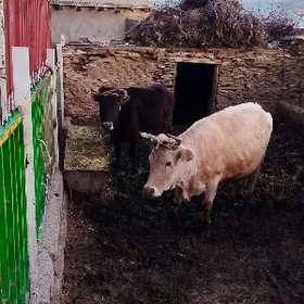 Tohum sygyrlar baklan