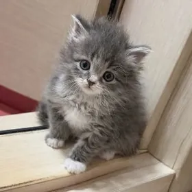 котенок девочка ё