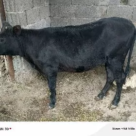 ой хайыанлары12.500