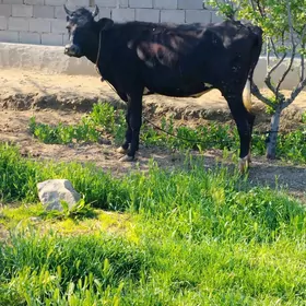 GALİŞDEYİN GİBRİT GOLELİ SYGYR