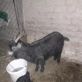 gysyr geçi owlakly geçi