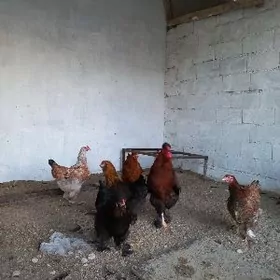 şu towuklan yymyrtgasy