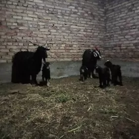 Ekiz Owlakly Geçiler 2 sany