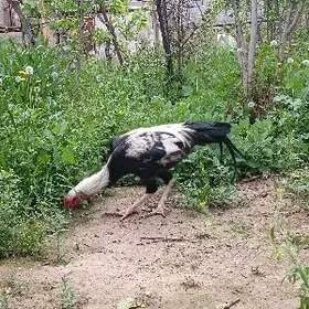 chempiýonlar gelyor