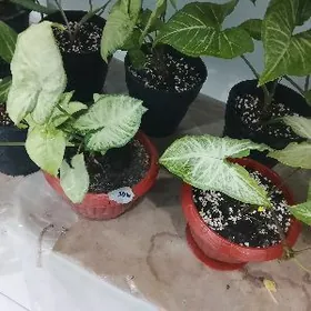 домашние цветы