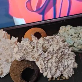 коралы натуральные