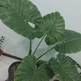 домашние цветы