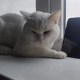 на вязку Кот pisik