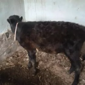 окузче пародыны