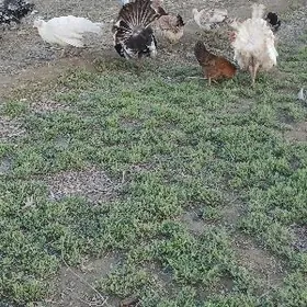 Induk yumurtga satlyk