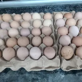 yumurtga Loman brawn