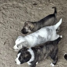 Кому нужны щенки.