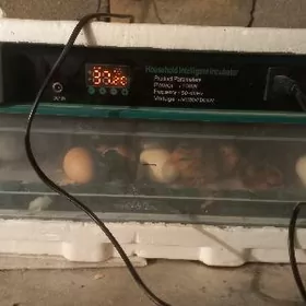 inkubator  инкубатор