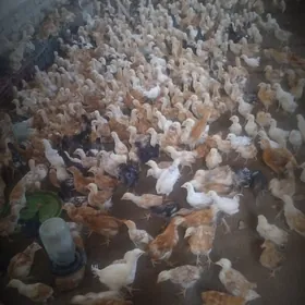 Towuk juje 3ay bolan