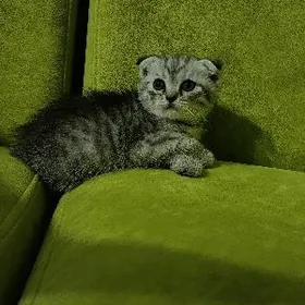 Котята шотландской породы