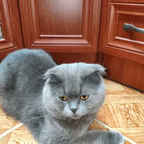 Породный пишик вислоухая