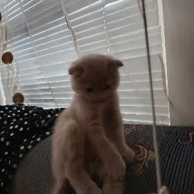 Шотландская Котёнок