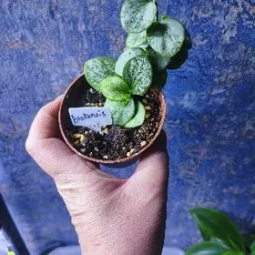 хойи сортовые