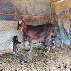 Pakistan mitiz geçi