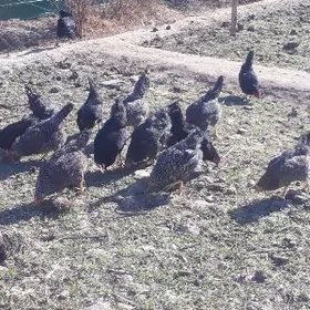 Dominant  atakys  towuk  yumur