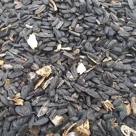 gara gùnebakar çigit