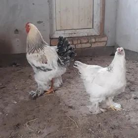 brama ve paroda yumurtga брама