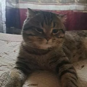 Вислоухий Золотистый табби