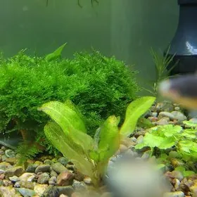 мох крисмос