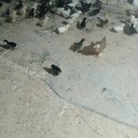 ой хайванлары