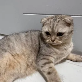 Отдам кота в добрые руки