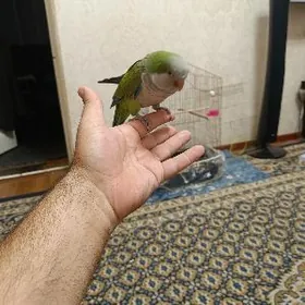 калику манах ручной попугай  в