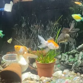 золотые рыбки gyzyl balyk