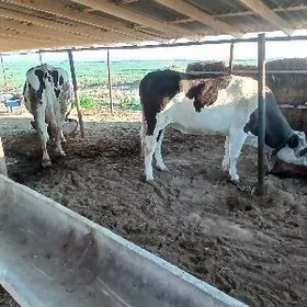 Sygyr Öküz golṣdeýin