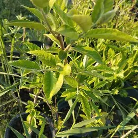 Лох серебристый