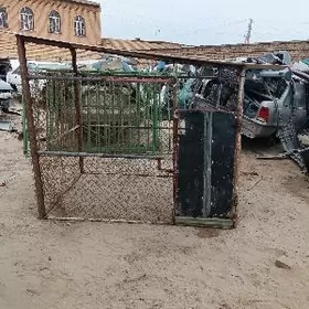 Towuk yada jüyje ketek