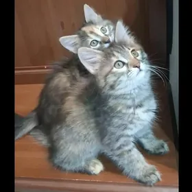 Наш Котенок