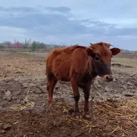 Gaçar bir ýaşap gelýe