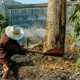 Agaç kesýänçi uly kiçilik bag