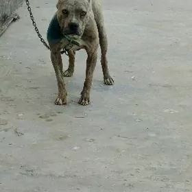 каникорски питбул