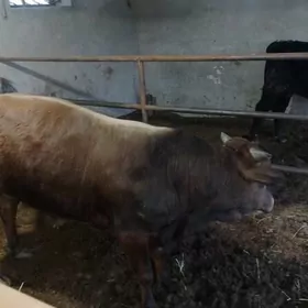 okiz 11 ay bakyda duran